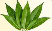 Mango leaves – आम के पत्ते