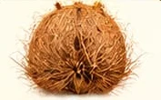 Coconut – नारियल